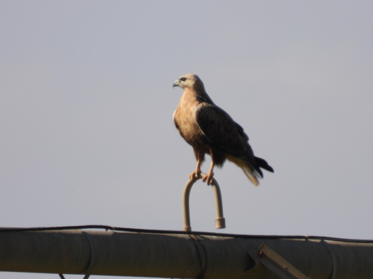 Long-legged Buzzard - ML627564441