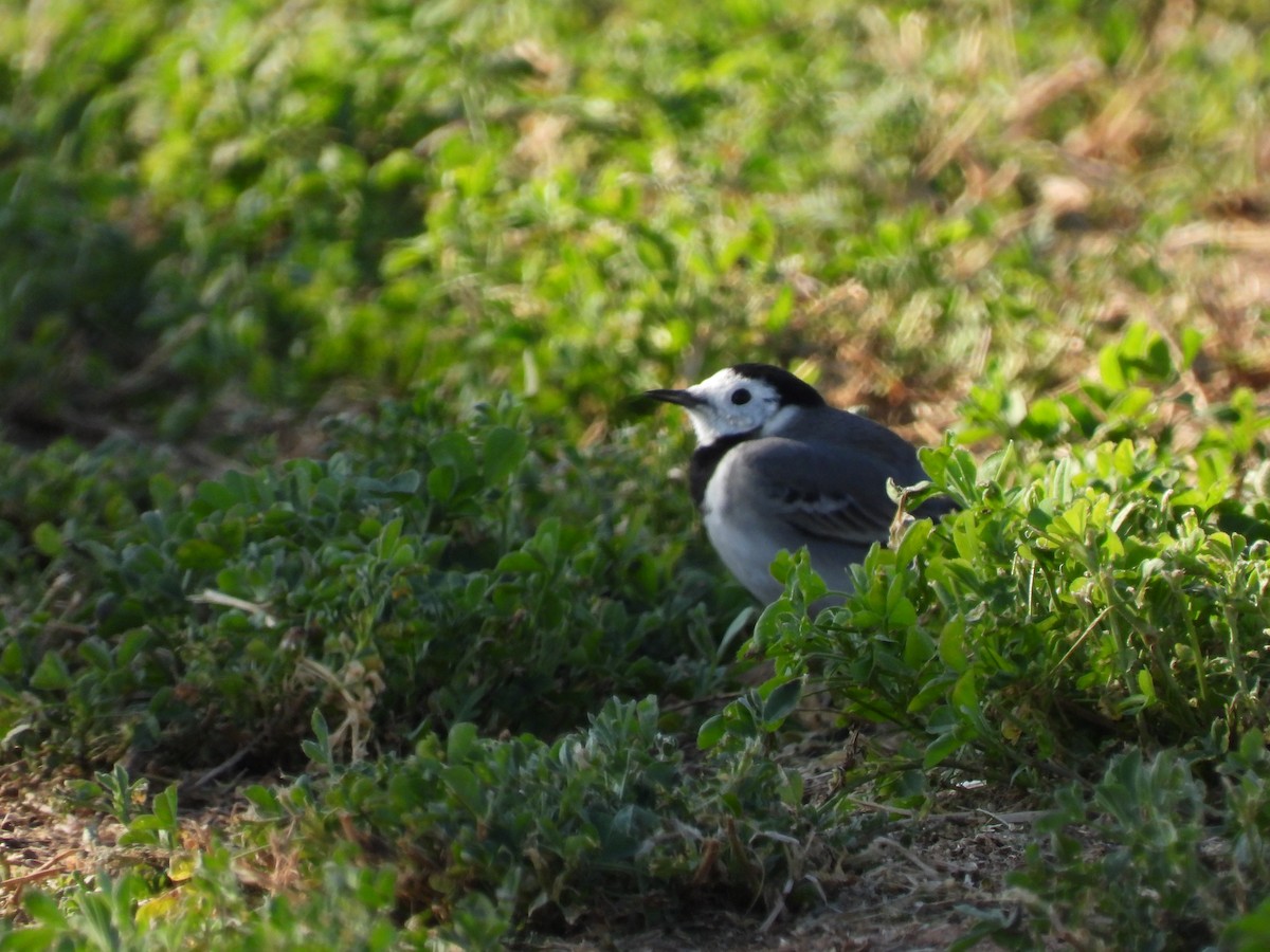 White Wagtail - ML627564451