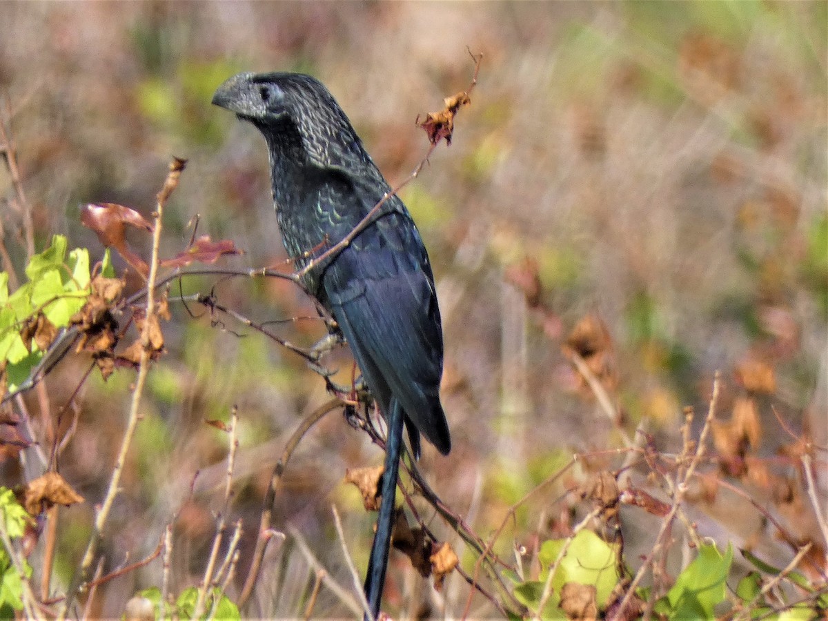Groove-billed Ani - ML627564485