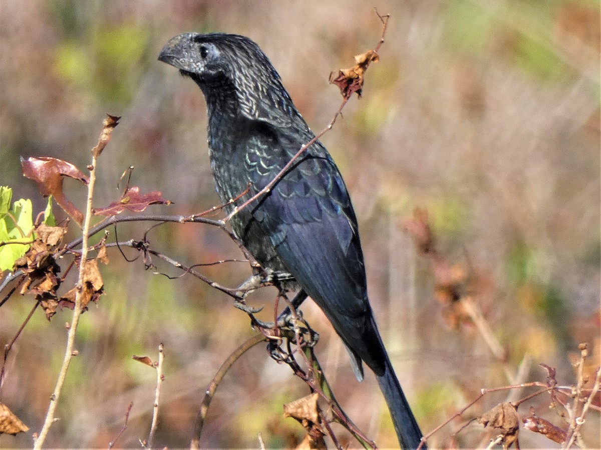 Groove-billed Ani - ML627564486