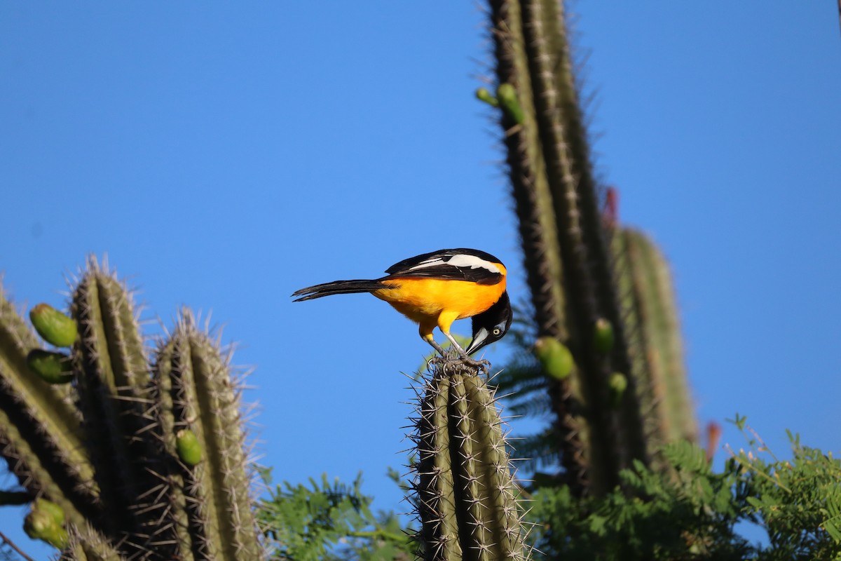 Venezuelan Troupial - ML627564491