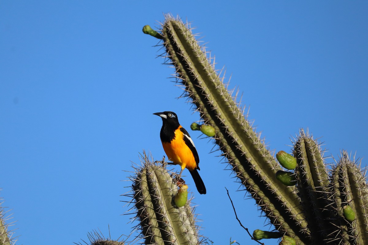 Venezuelan Troupial - ML627564492