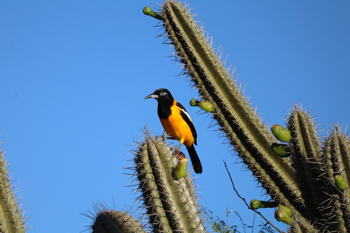 Venezuelan Troupial - ML627564494