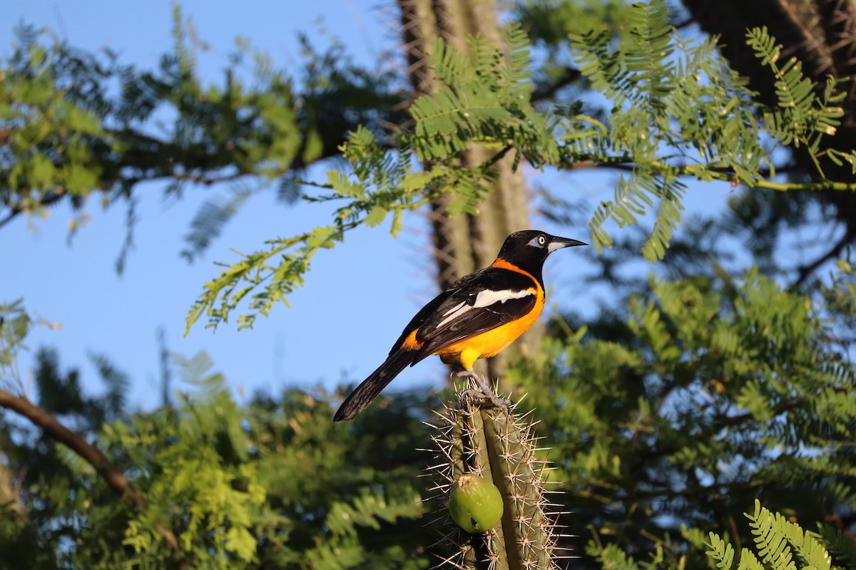 Venezuelan Troupial - ML627564496