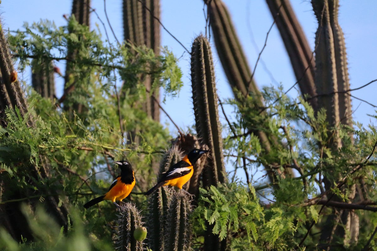 Venezuelan Troupial - ML627564497