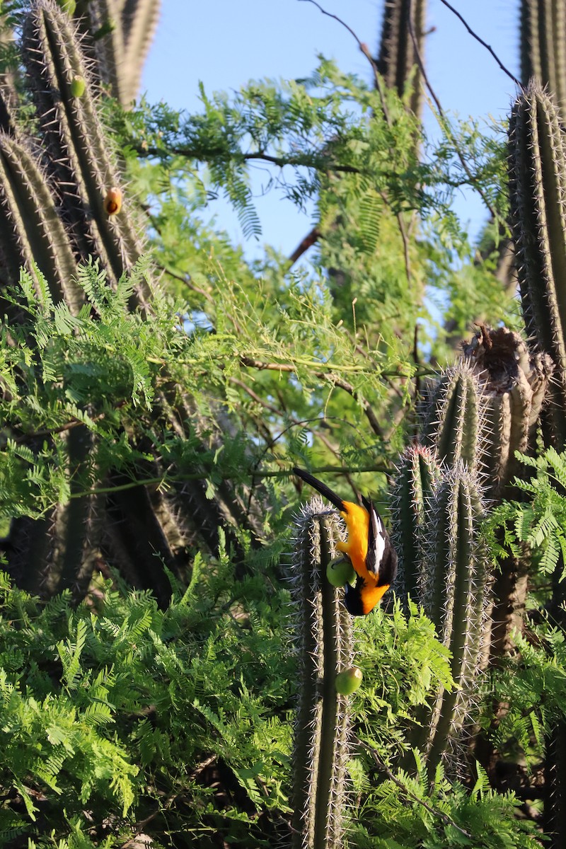 Venezuelan Troupial - ML627564498