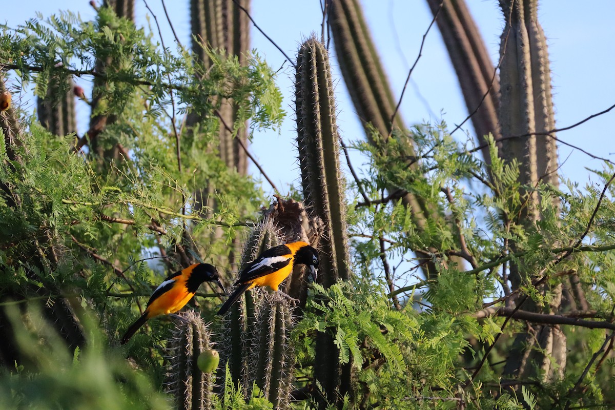 Venezuelan Troupial - ML627564499