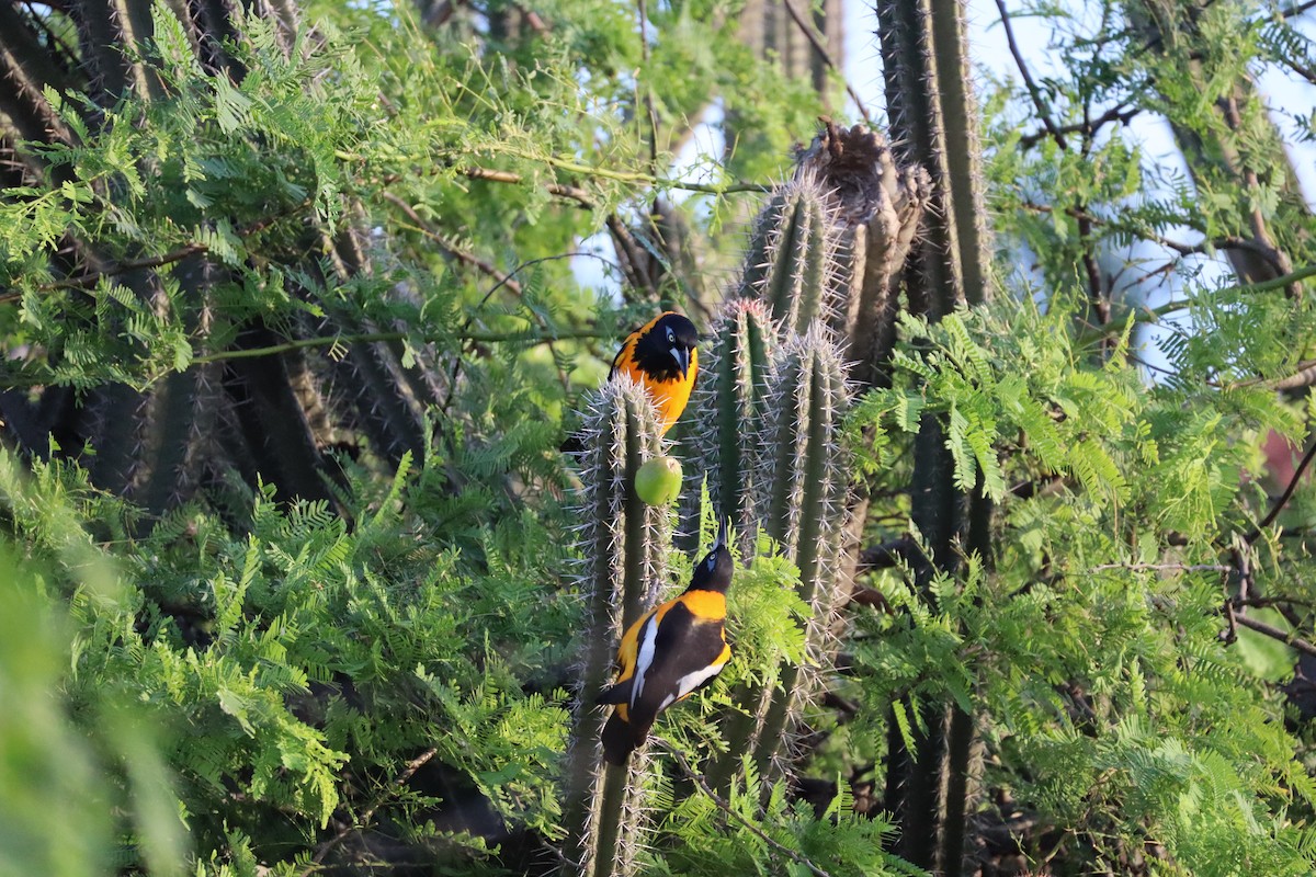 Venezuelan Troupial - ML627564501