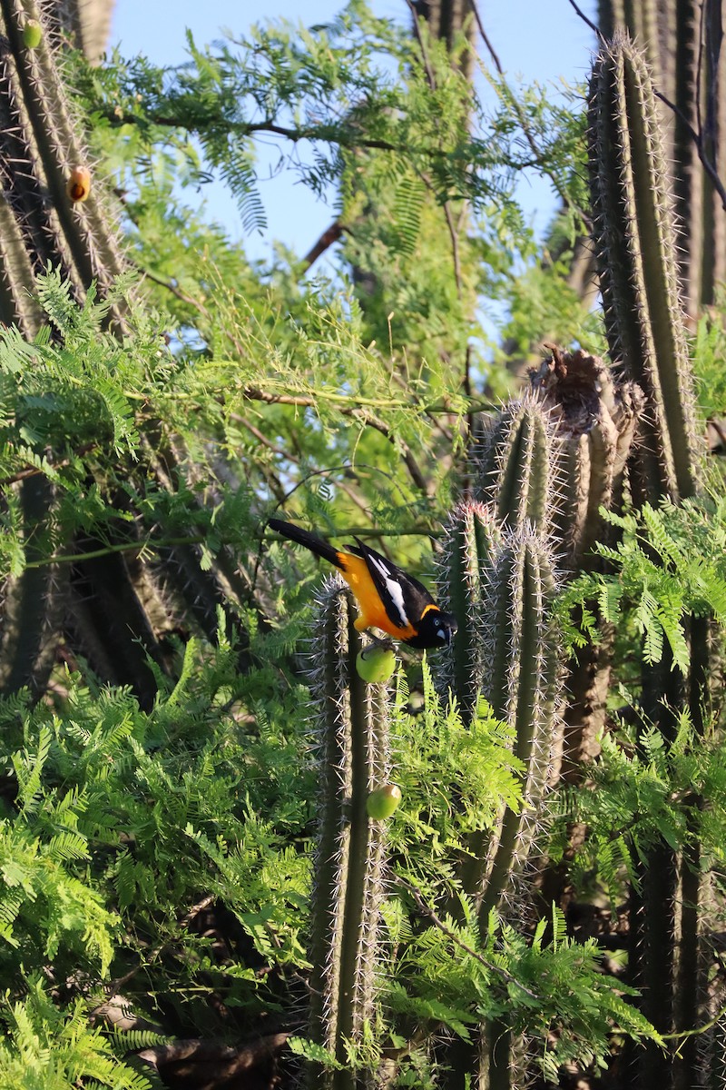 Venezuelan Troupial - ML627564503