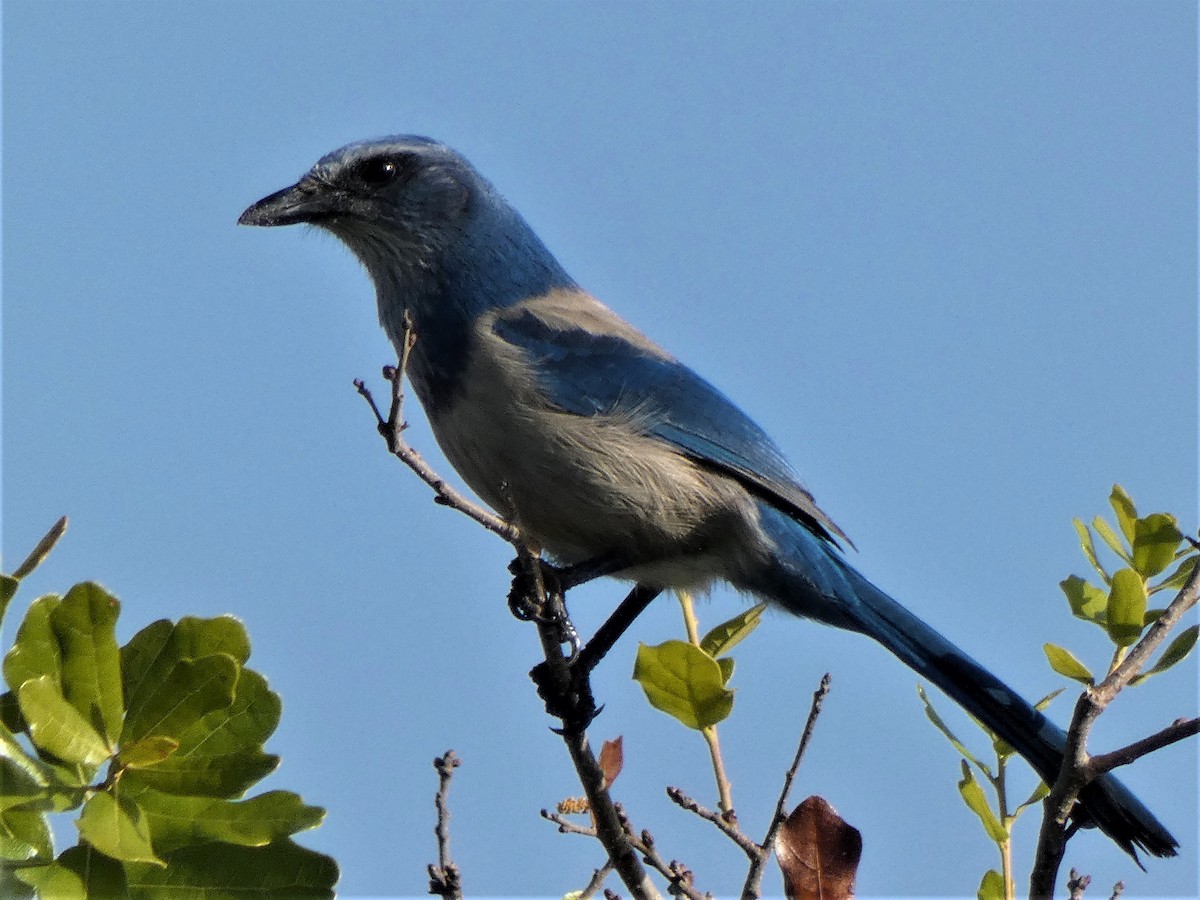 Florida Scrub-Jay - ML627564562