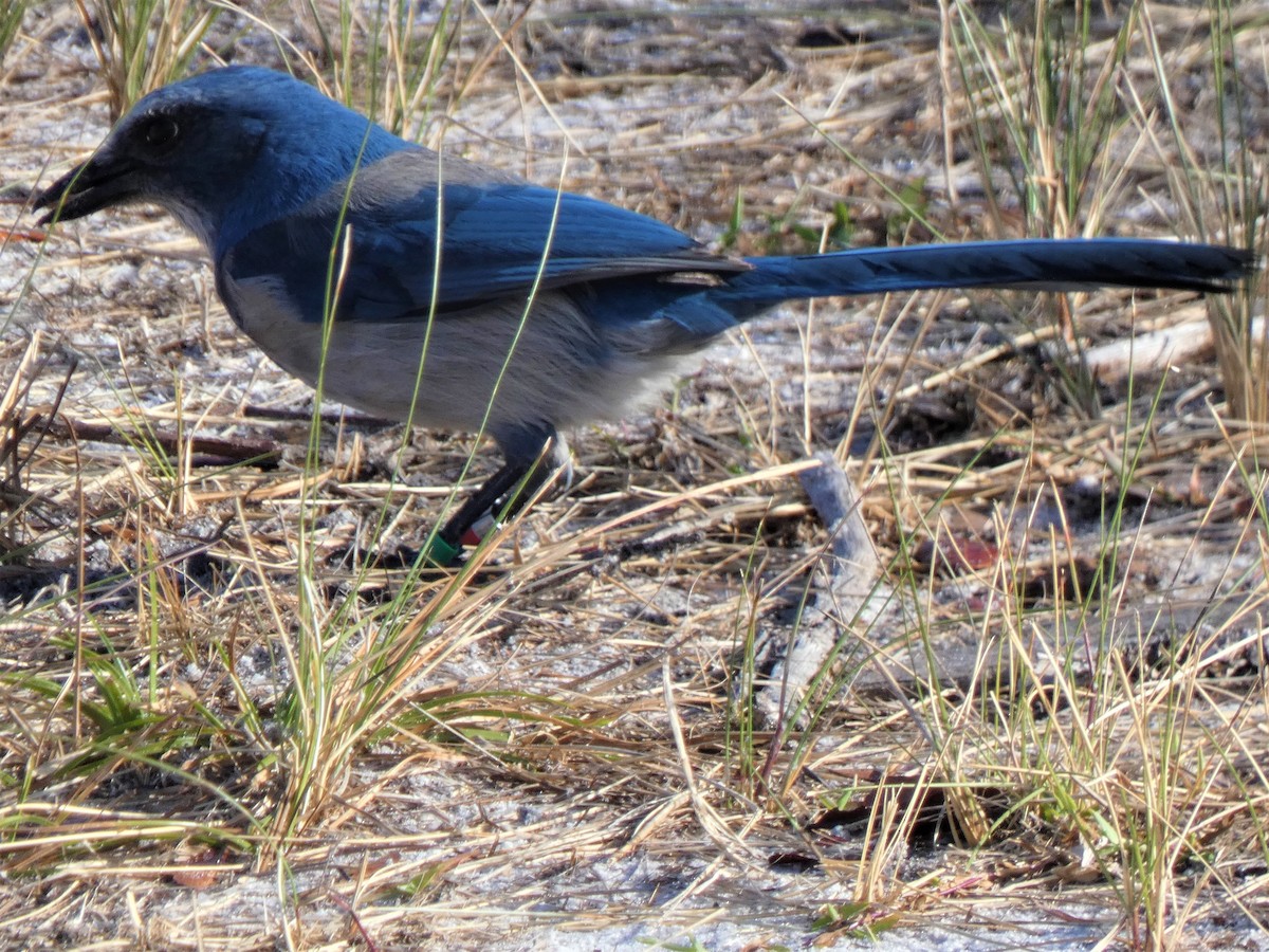 Florida Scrub-Jay - ML627564563