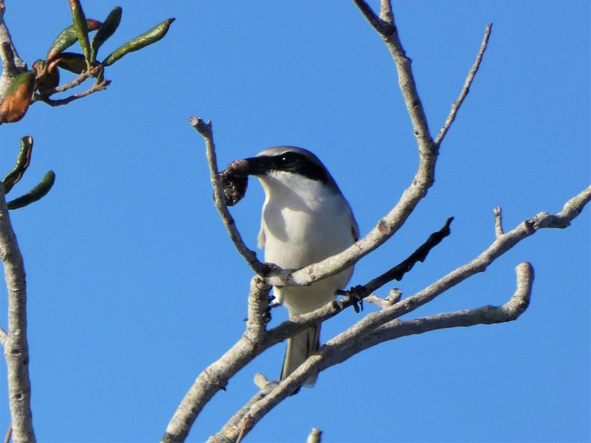 Loggerhead Shrike - ML627564586
