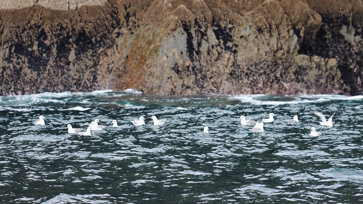 Northern Fulmar - ML627564591