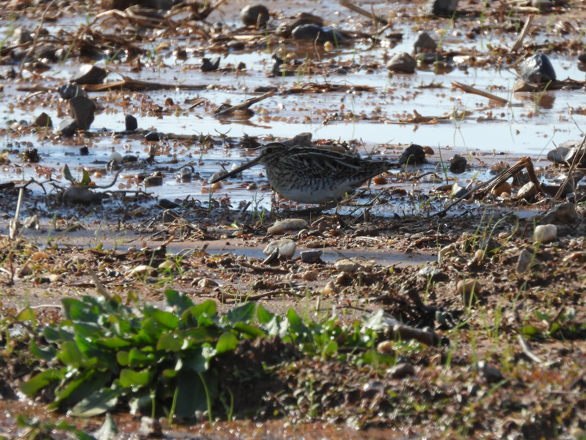 Common Snipe - ML627564629