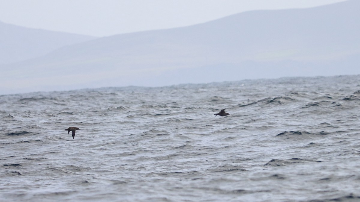 Sooty Shearwater - ML627564654