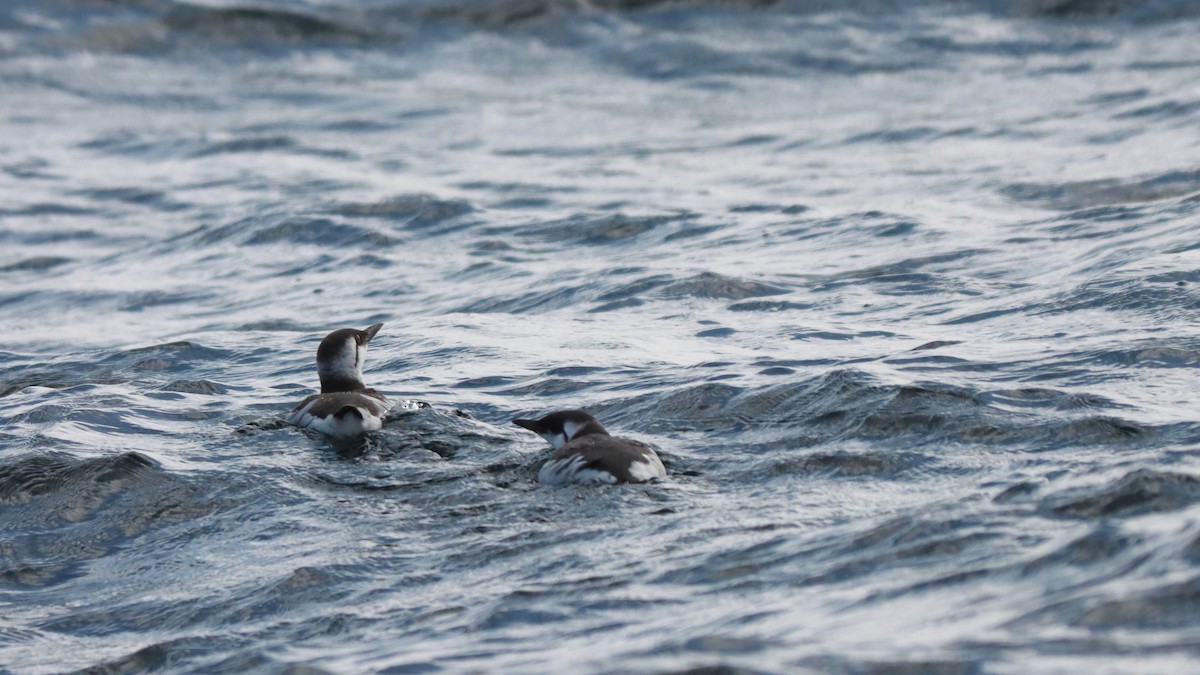 Common Murre - ML627564697
