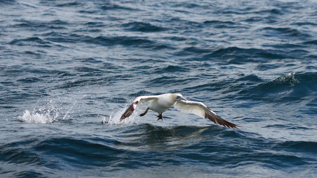 Northern Gannet - ML627564727