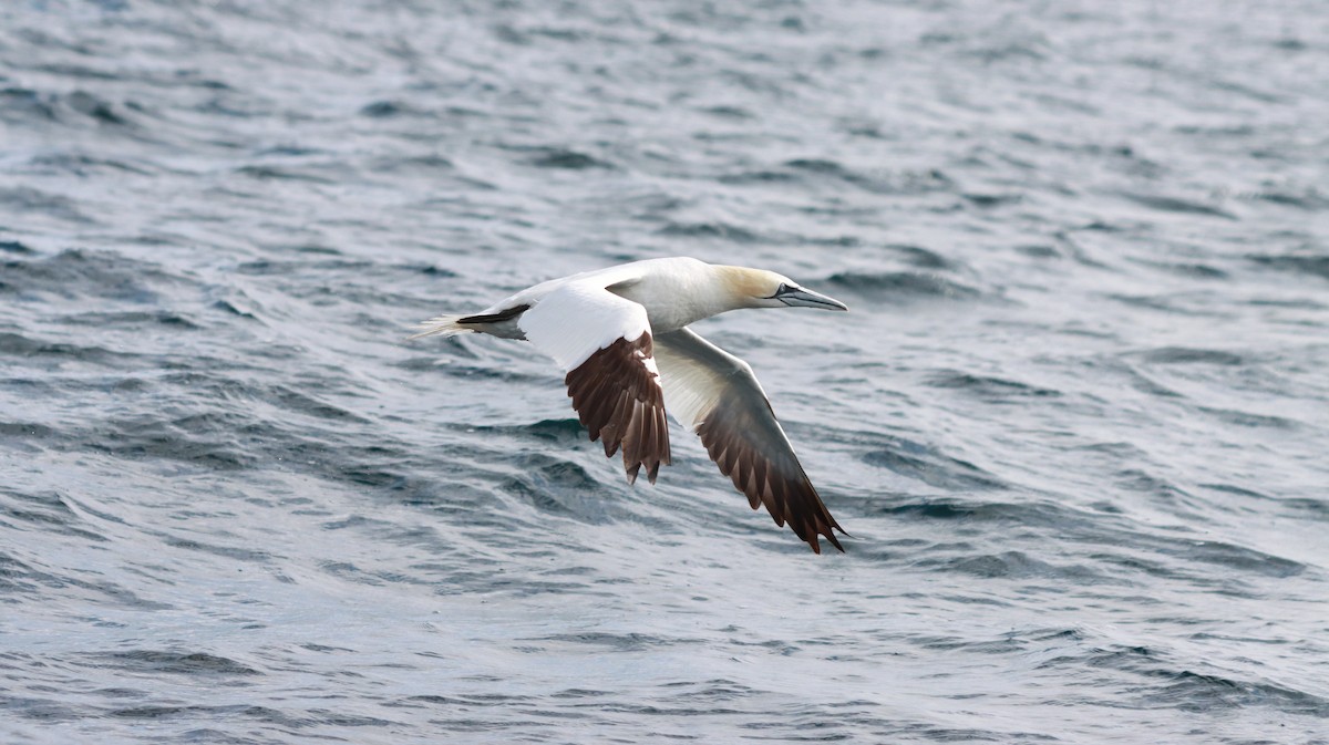 Northern Gannet - ML627564757