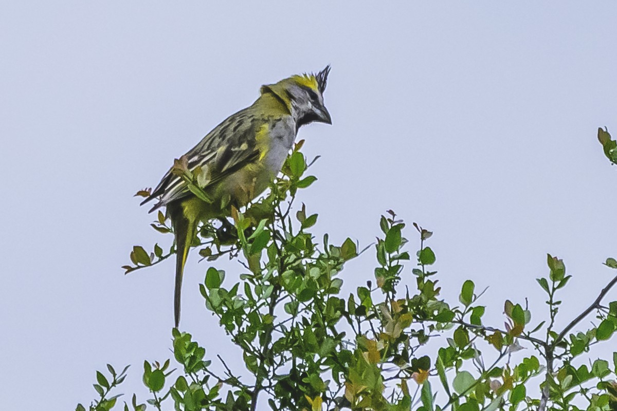 Yellow Cardinal - ML627564803