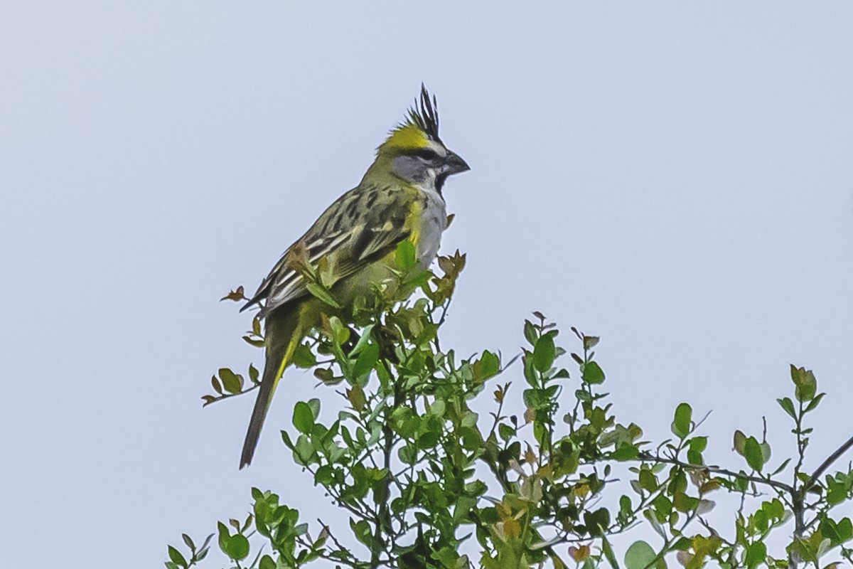 Yellow Cardinal - ML627564804