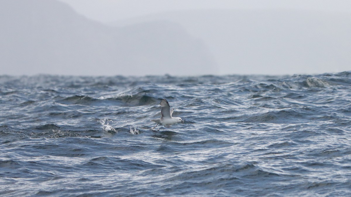 Northern Fulmar - ML627564829