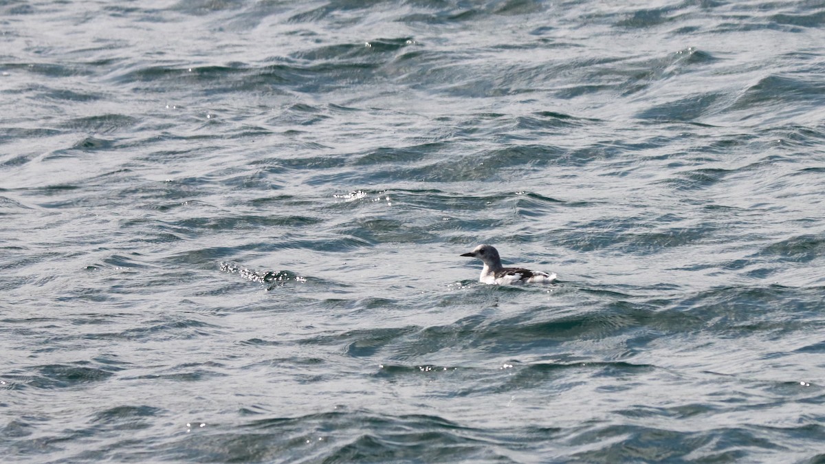 Black Guillemot - ML627564901
