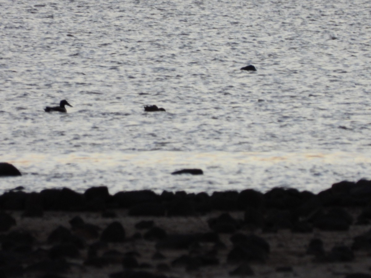 Northern Shoveler - ML627565040