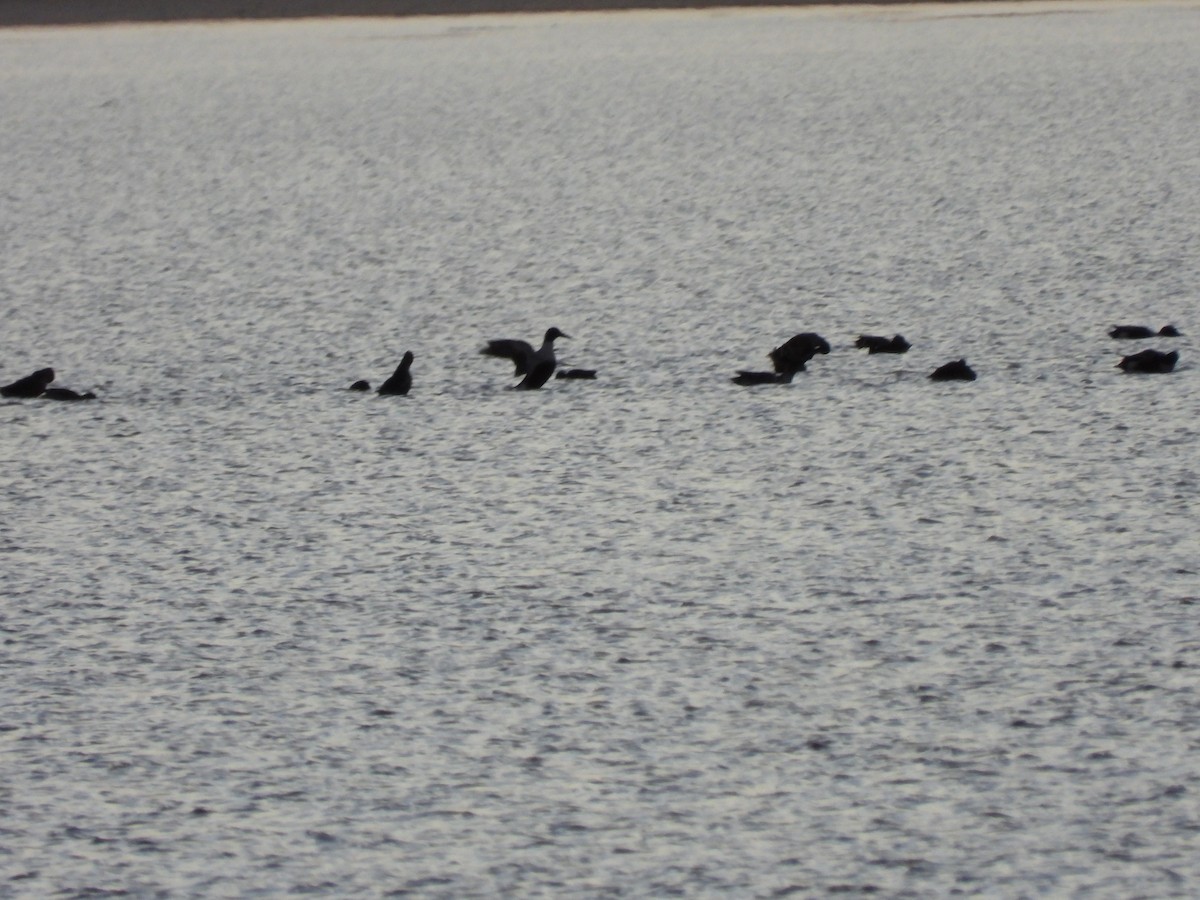 Northern Shoveler - ML627565041