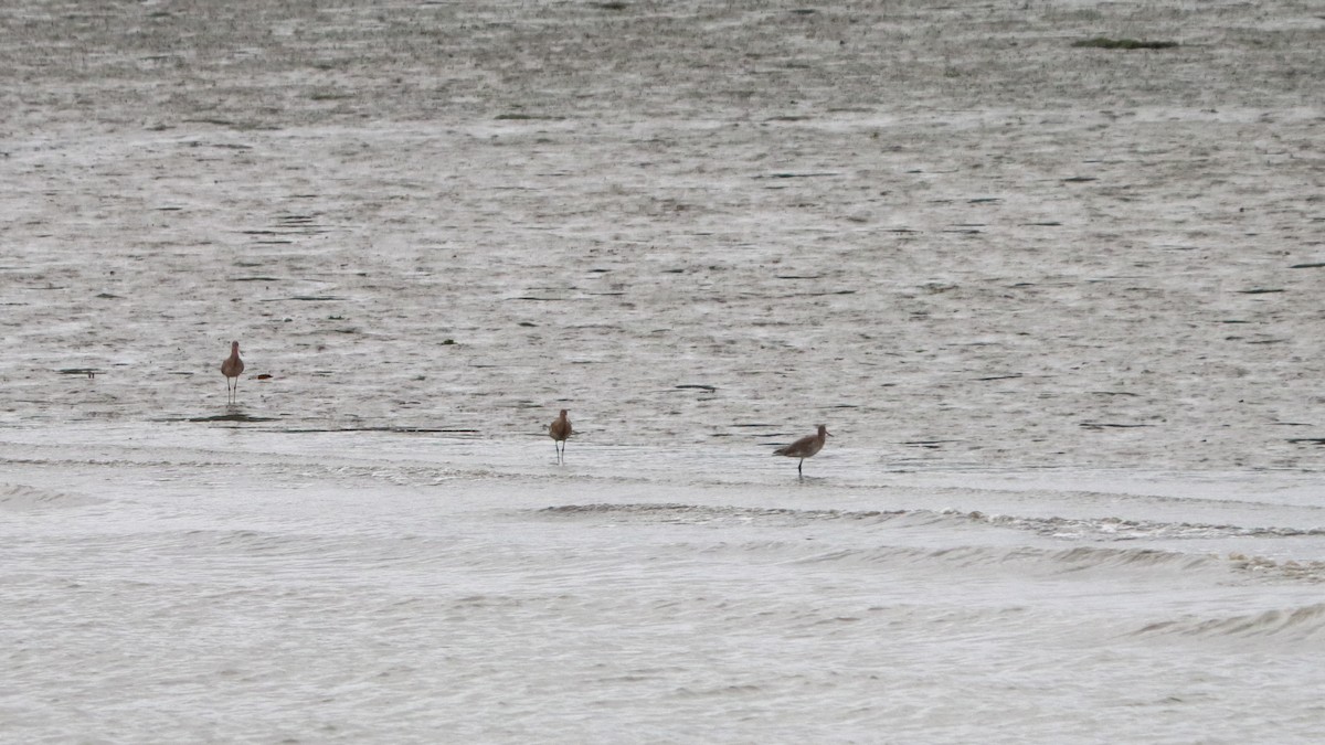 Black-tailed Godwit - ML627565154