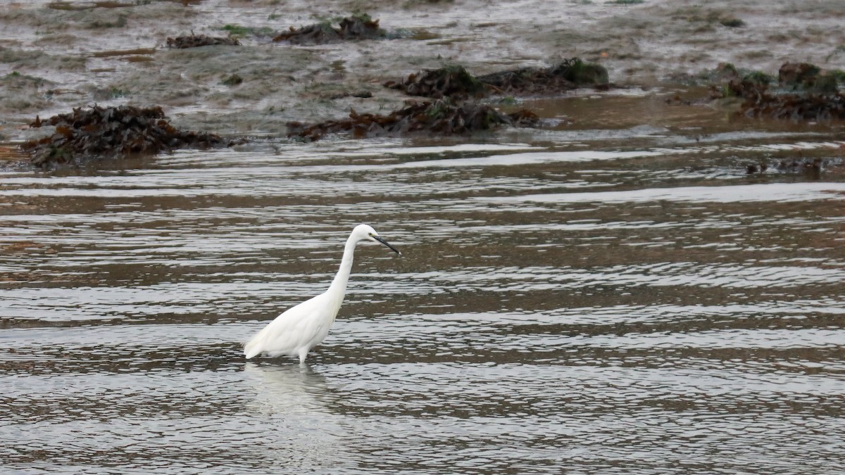 Little Egret - ML627565186