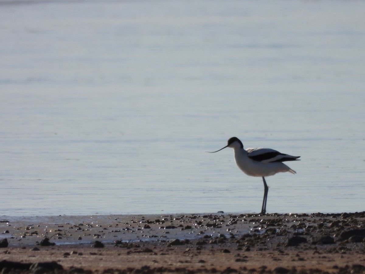 Pied Avocet - ML627565234