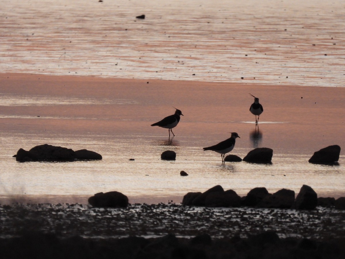 Northern Lapwing - ML627565244