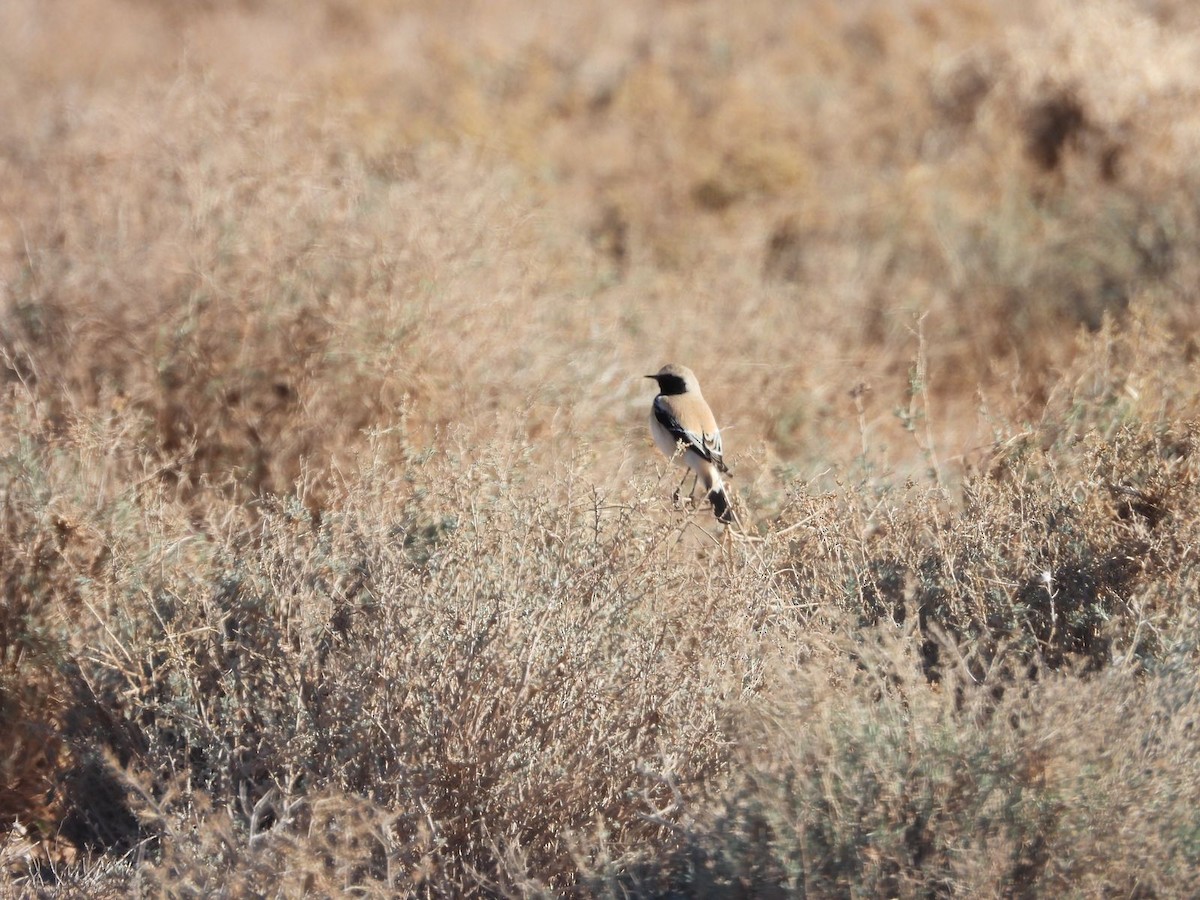 Desert Wheatear - ML627565274