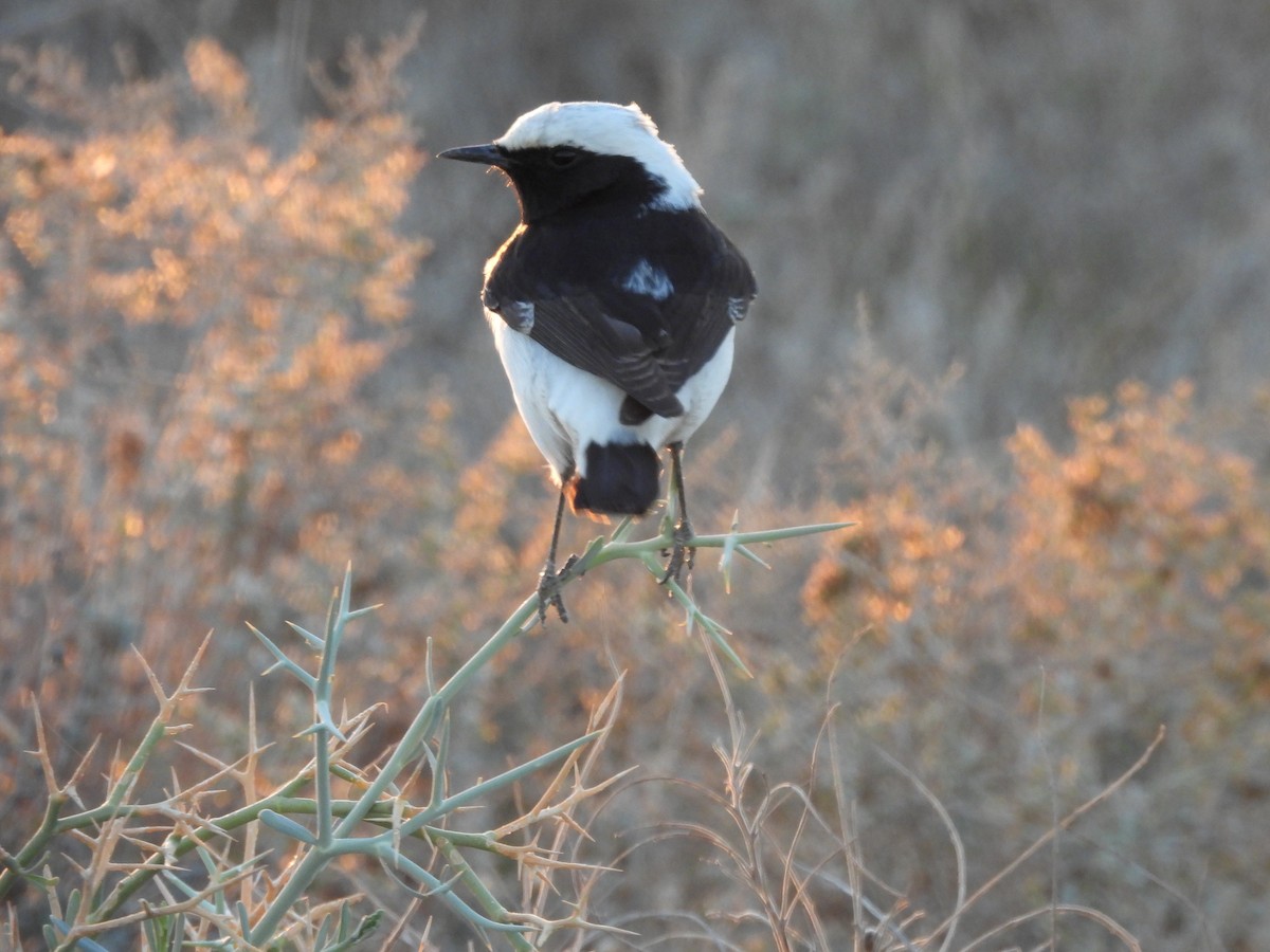 Mourning Wheatear - ML627565286