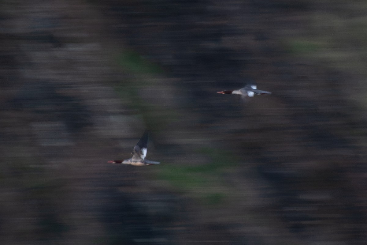 Common Merganser (North American) - ML627565289