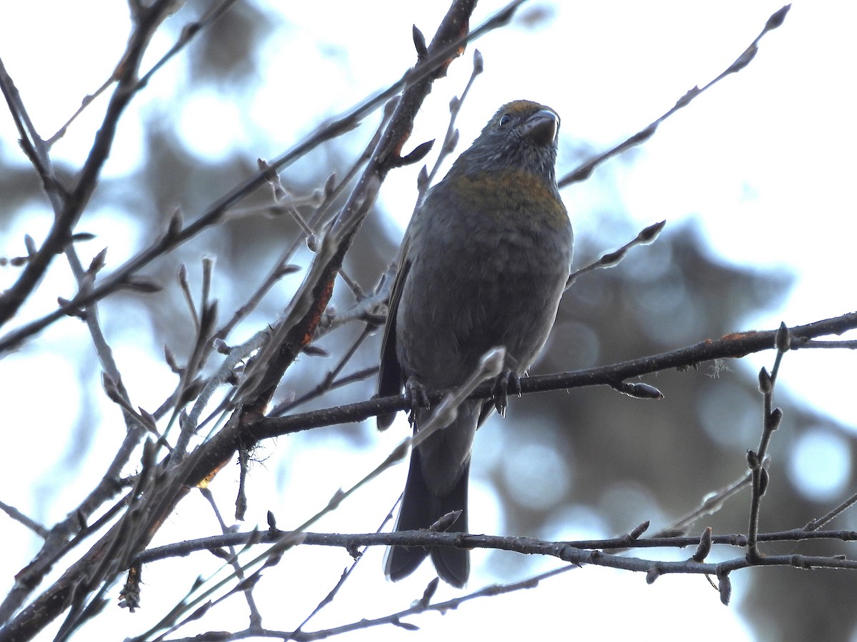 Crimson-browed Finch - ML627565299