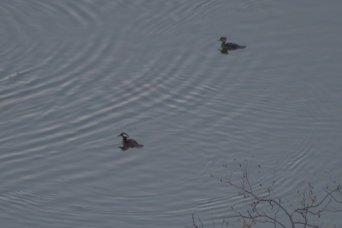 Hooded Merganser - ML627565309