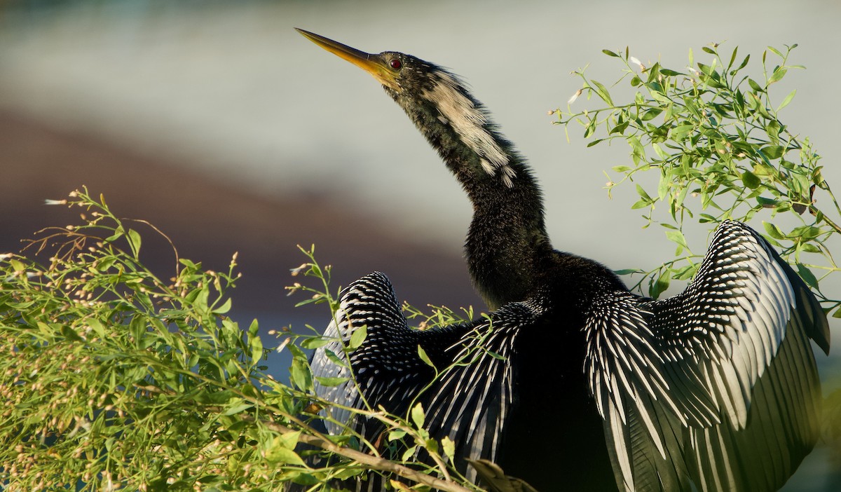 anhinga americká - ML627565327