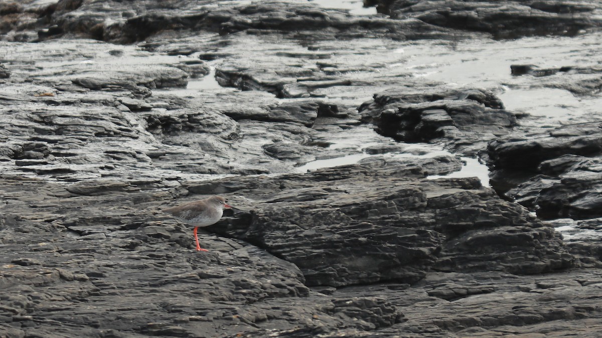 Common Redshank - ML627565353