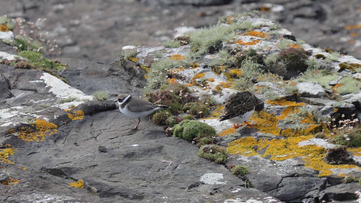 Common Ringed Plover - ML627565383