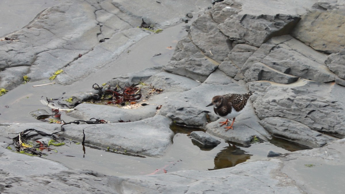 Ruddy Turnstone - ML627565408