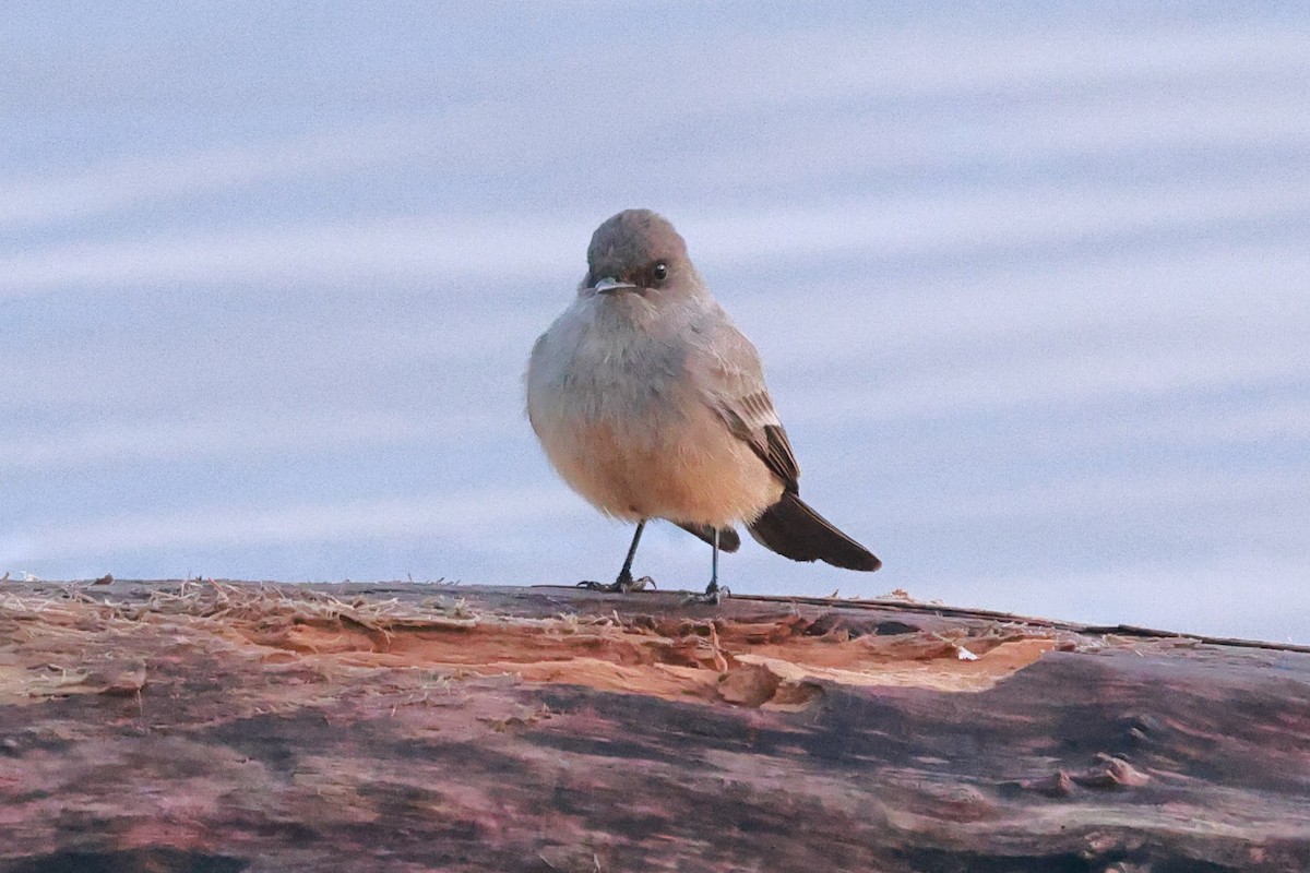 Say's Phoebe - ML627565561