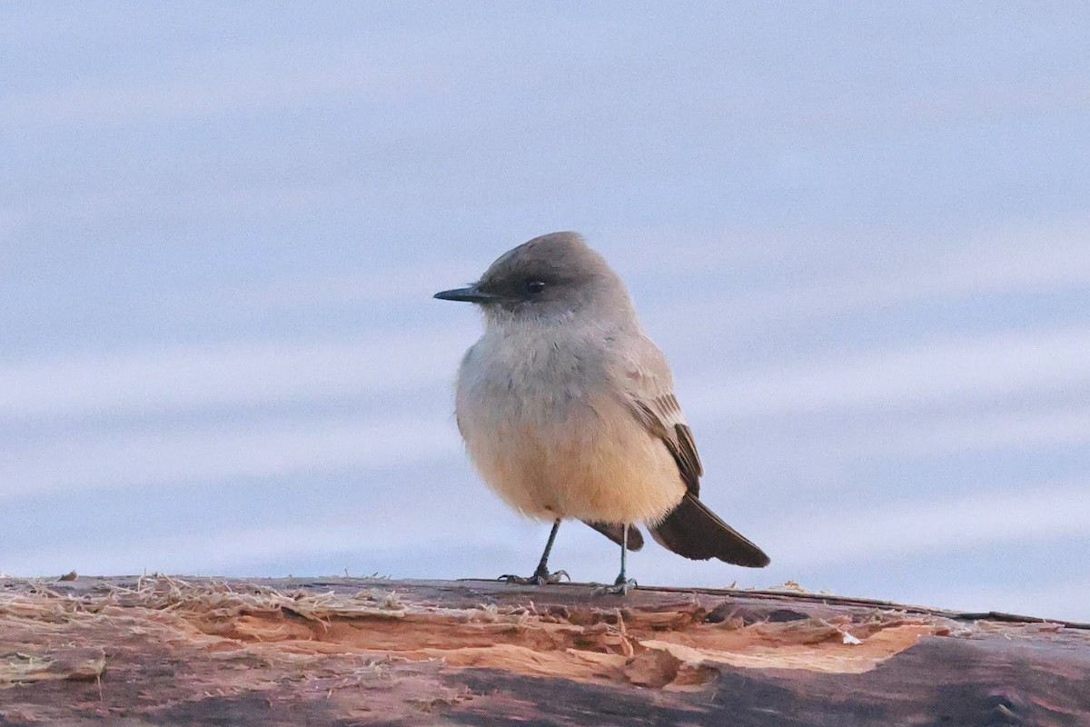 Say's Phoebe - ML627565577