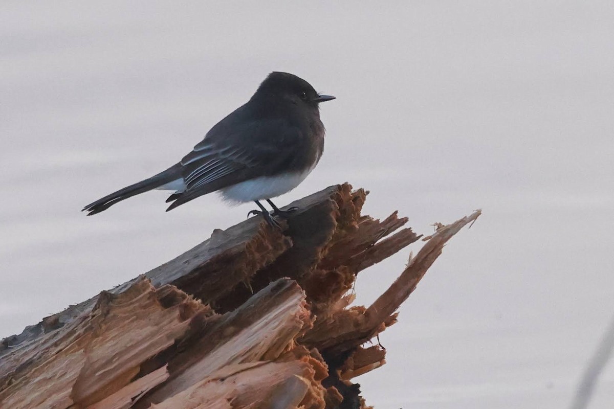 Black Phoebe - ML627565596