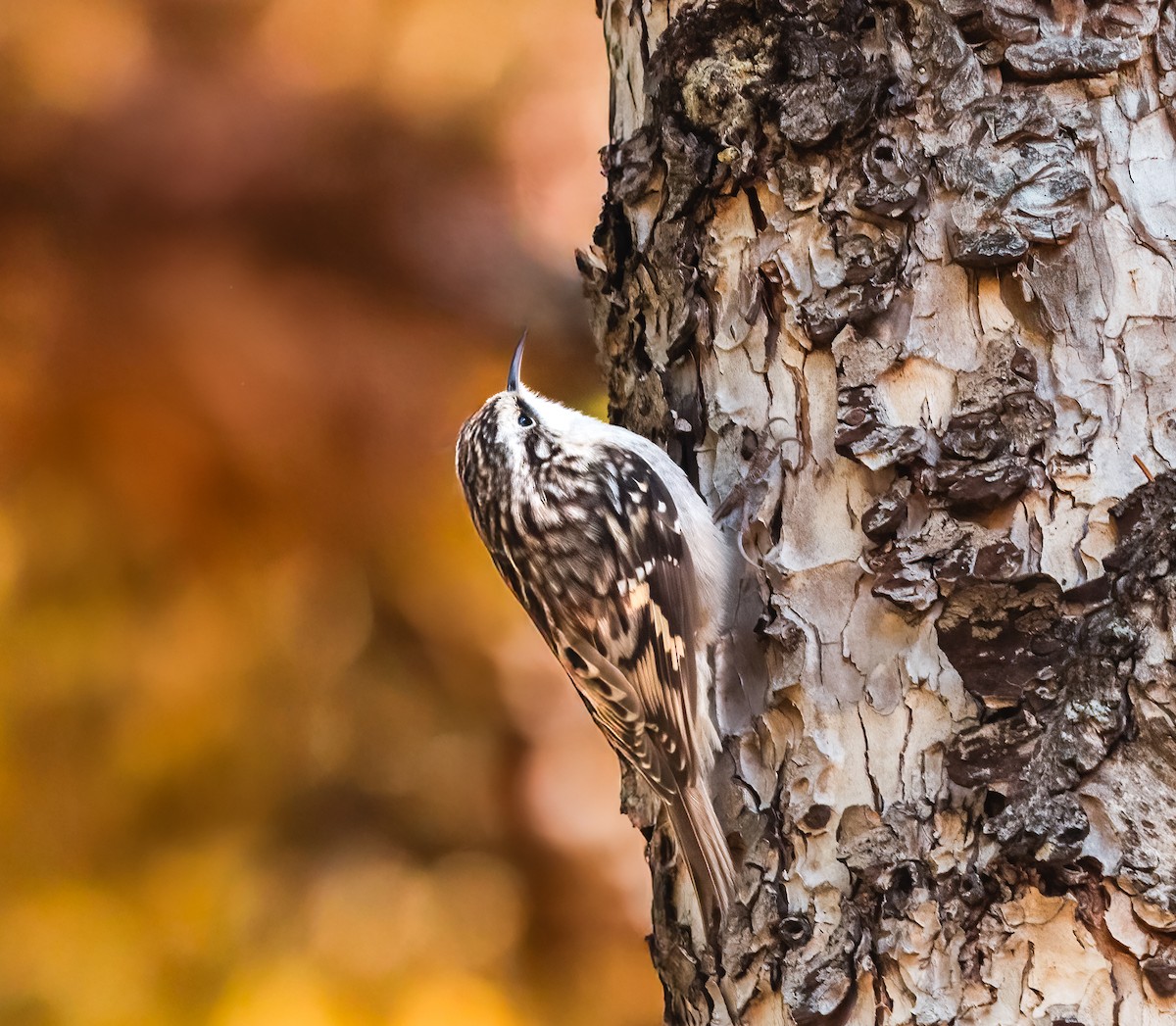 Brown Creeper - ML627565622