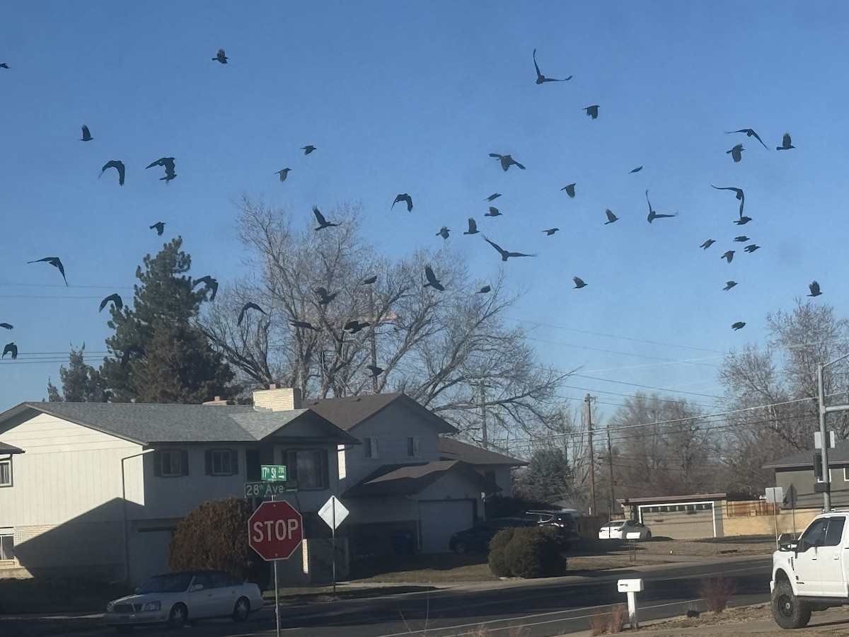 vrána americká - ML627565851