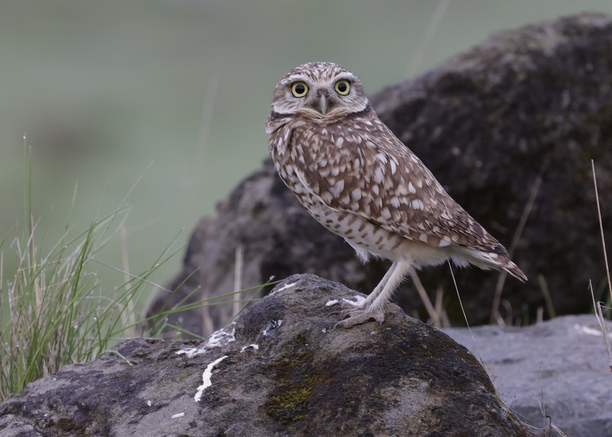 Burrowing Owl - ML627566073