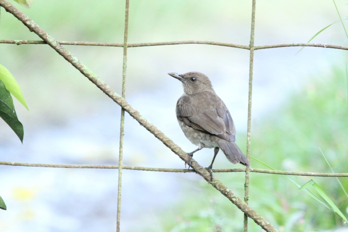 Black-billed Thrush - ML627566159