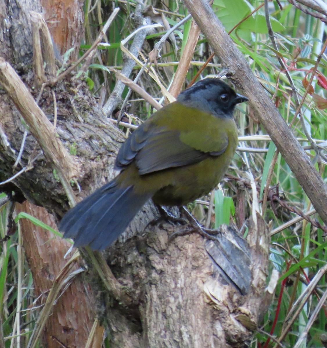 Large-footed Finch - ML627566200