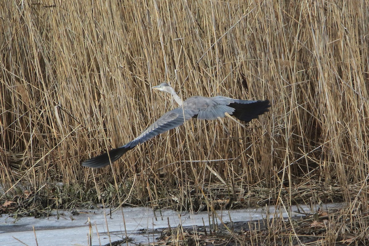 Great Blue Heron - ML627566264